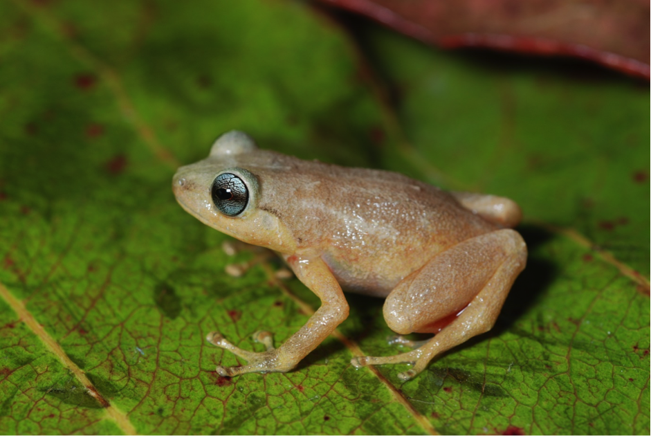 (It's still not clear if Kulawood's application has been accepted, but if it is it will cause an extinction vortex for dozens of species endemic to Woodlark and would probably be very harmful to local people). Some  of endemic Woodlark wildlife:Fred Kraus & Tim Flannery