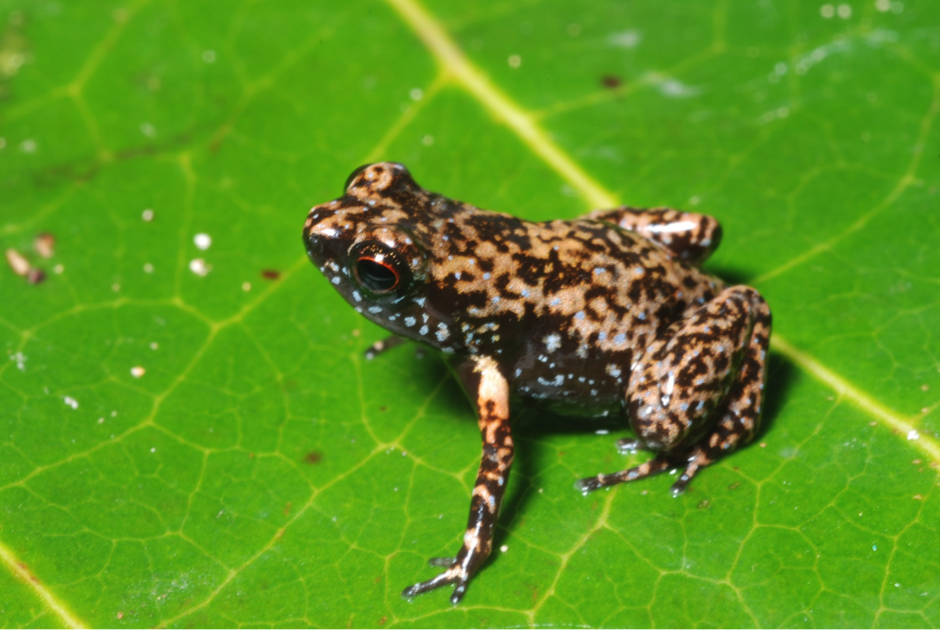 (It's still not clear if Kulawood's application has been accepted, but if it is it will cause an extinction vortex for dozens of species endemic to Woodlark and would probably be very harmful to local people). Some  of endemic Woodlark wildlife:Fred Kraus & Tim Flannery