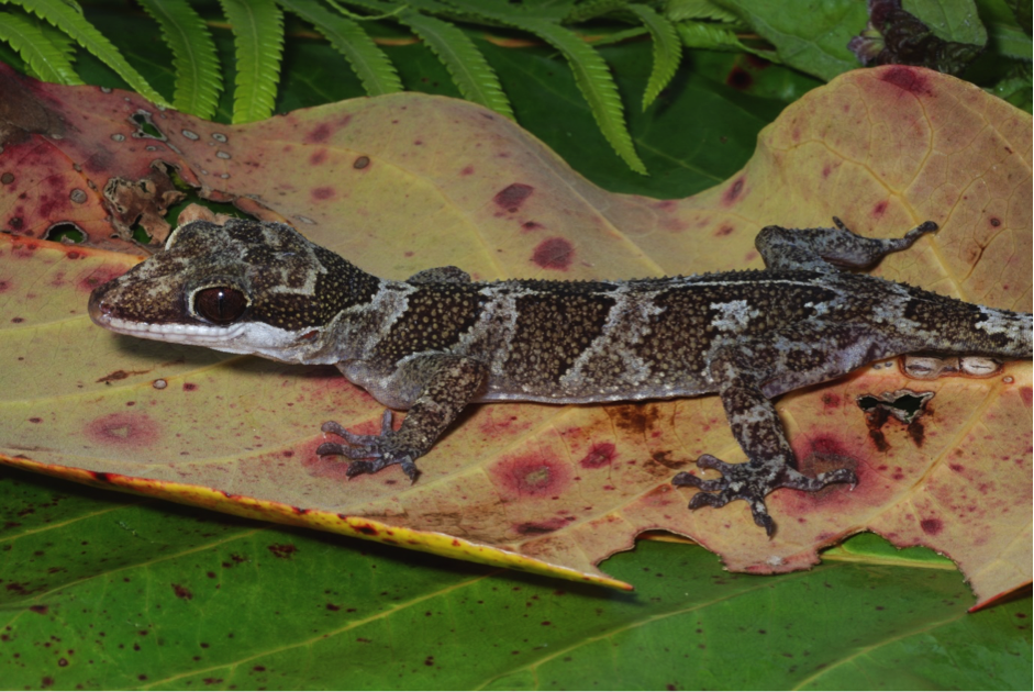 (It's still not clear if Kulawood's application has been accepted, but if it is it will cause an extinction vortex for dozens of species endemic to Woodlark and would probably be very harmful to local people). Some  of endemic Woodlark wildlife:Fred Kraus & Tim Flannery