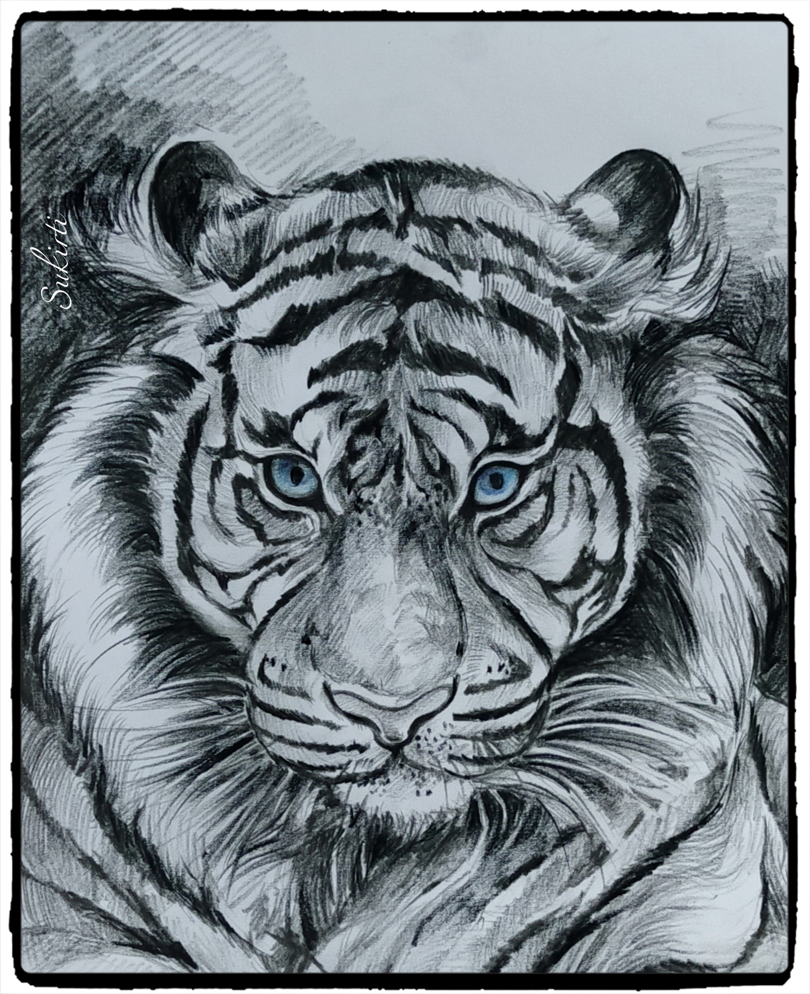 fierce white tiger drawing