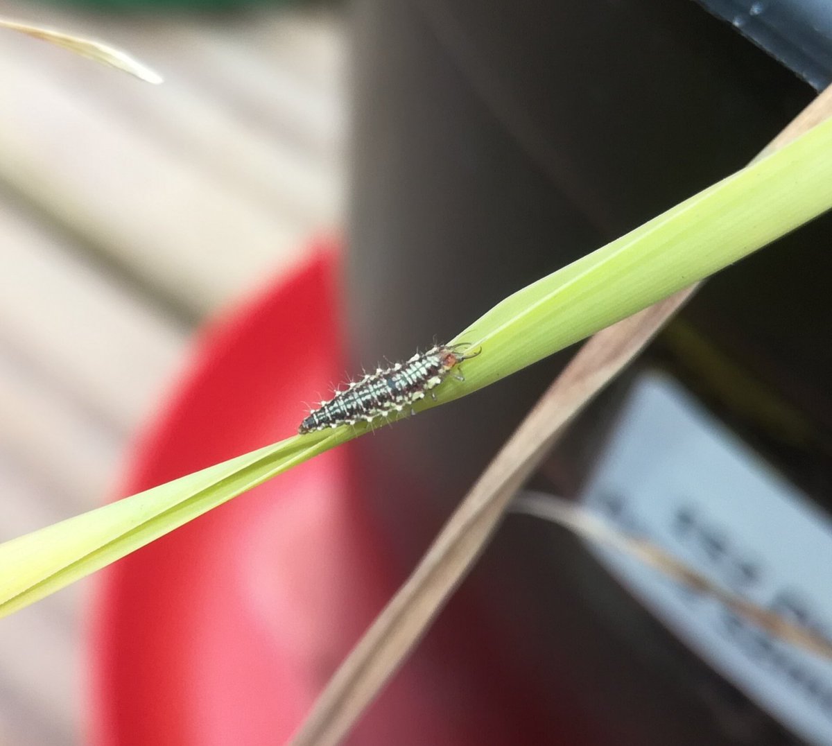 Climate_Soil's tweet photo. Happy to see at least one of our lacewing biocontrol soldiers is still going strong! #larvae #aphids https://t.co/t0UwRq4h0Q