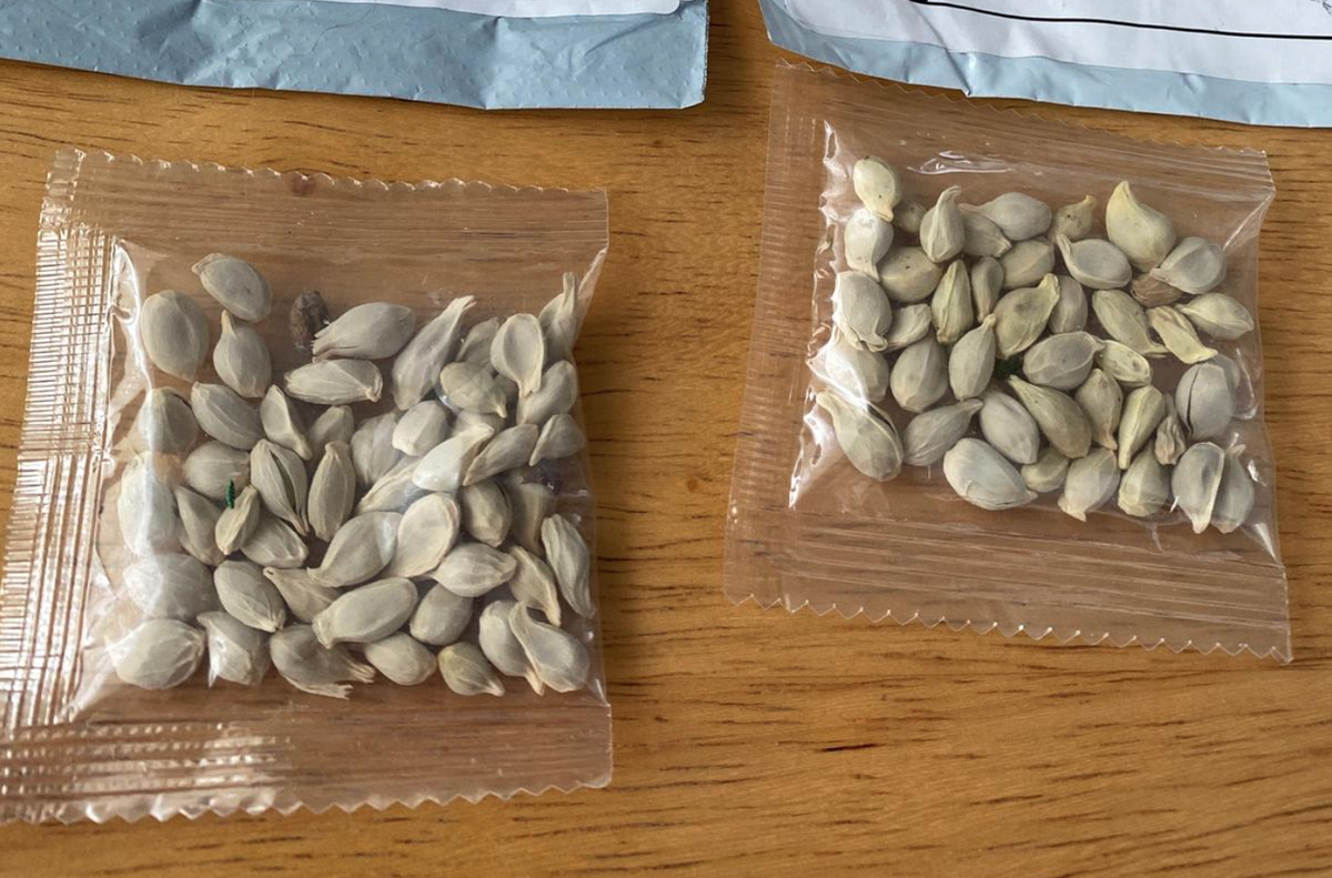 SolentraGlobal's tweet photo. According to the @USDA, unsolicited seed packages that appear to be coming from China, should not be planted. https://t.co/ECNreGk46N https://t.co/RO5DWkt2z6