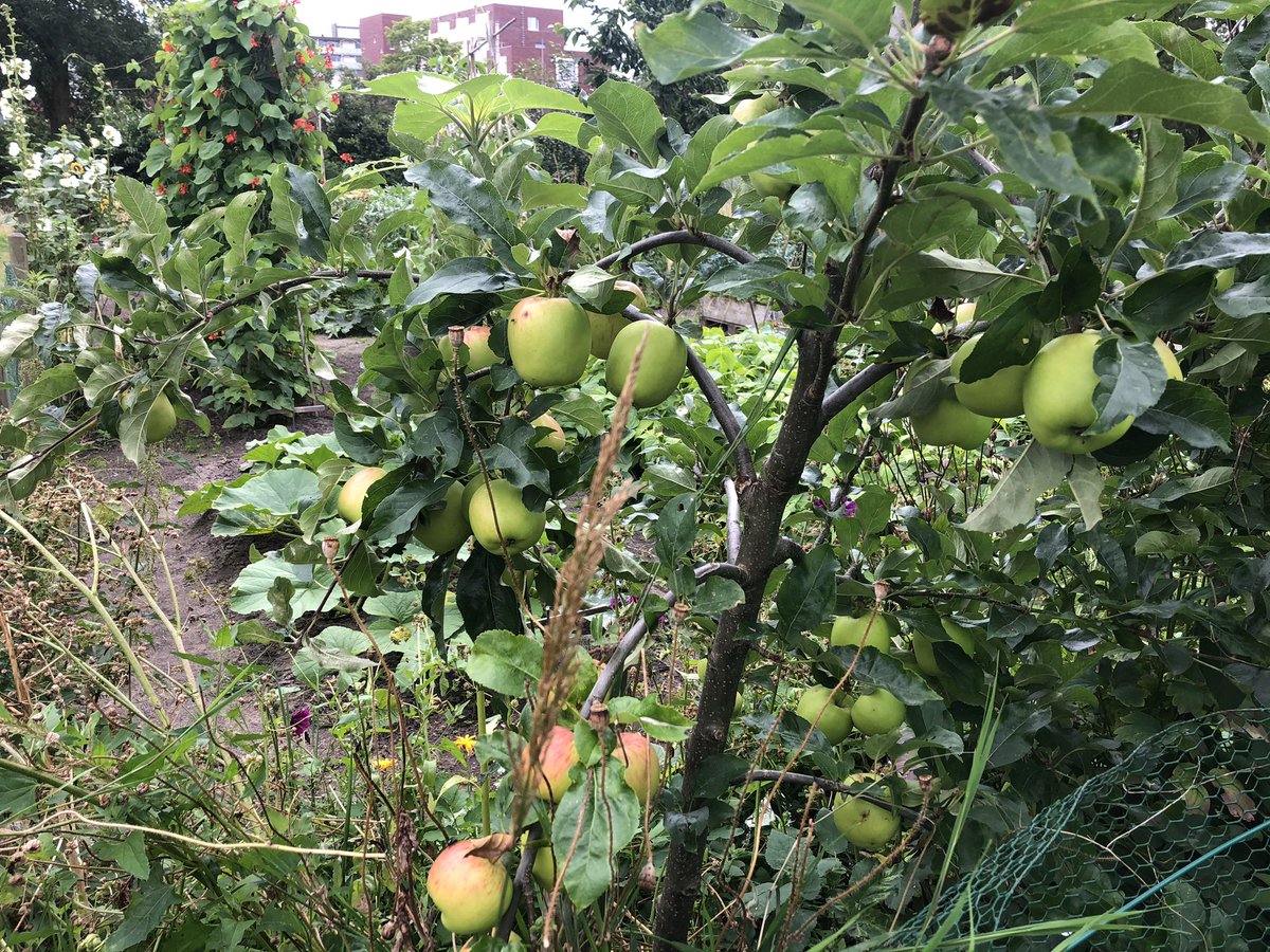 Sinds een tijdje staan er 30 fruitbomen bij <a href="/DeGoudvink050/">De Goudvink #050</a> van @Nijestee; lekker man!