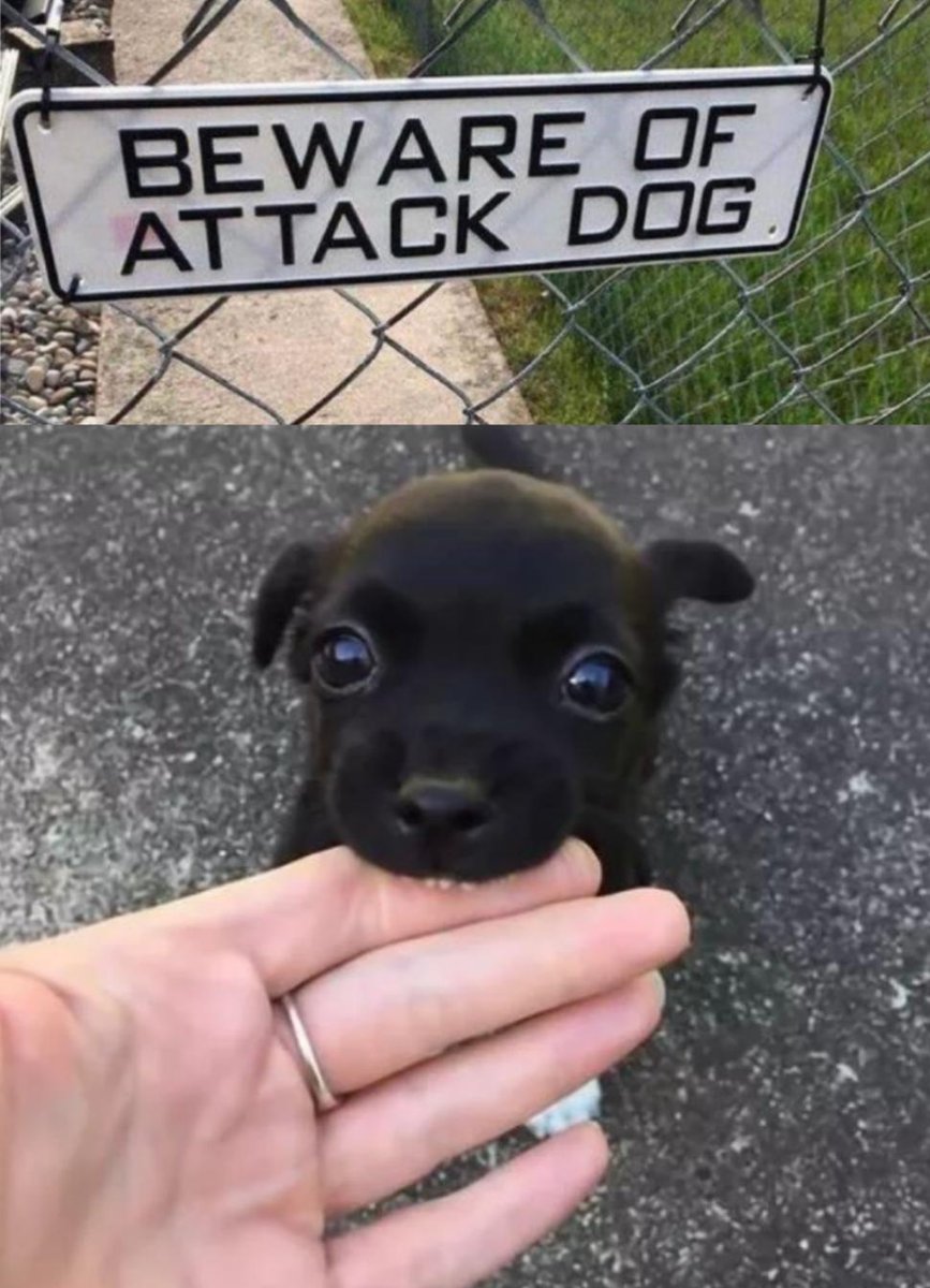 MusicasDeMierda's tweet photo. es un perro muy peligroso, tened cuidado https://t.co/GuhsbLxnPl