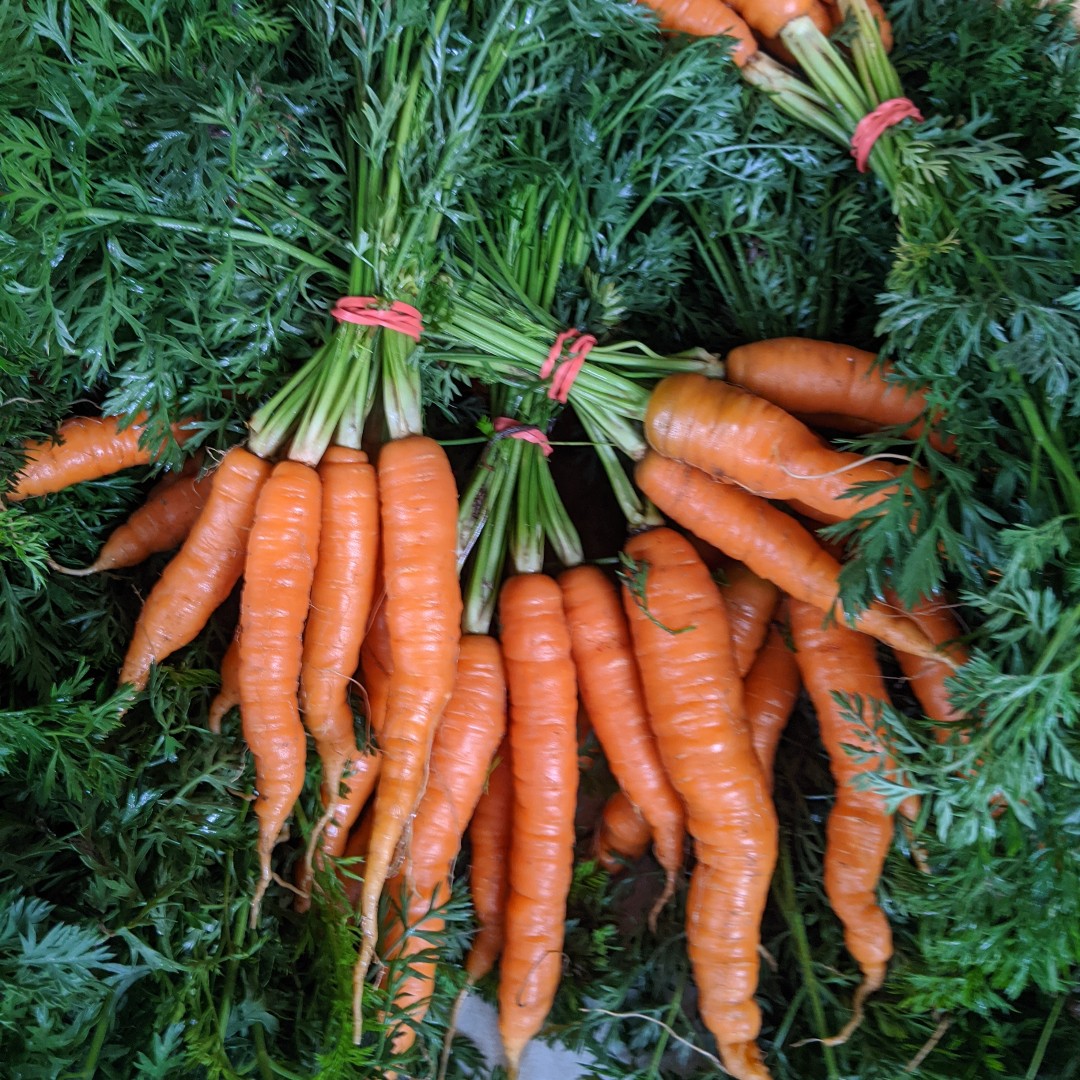 downtownreading's tweet photo. #DowntownRDG's @PennStMarket is tomorrow, July 30, from 10 AM to 2 PM. Beautiful produce, local goodies, + information all at 4th + Penn Streets (these carrots were at the market last week 😍) https://t.co/poL26Zsy9f