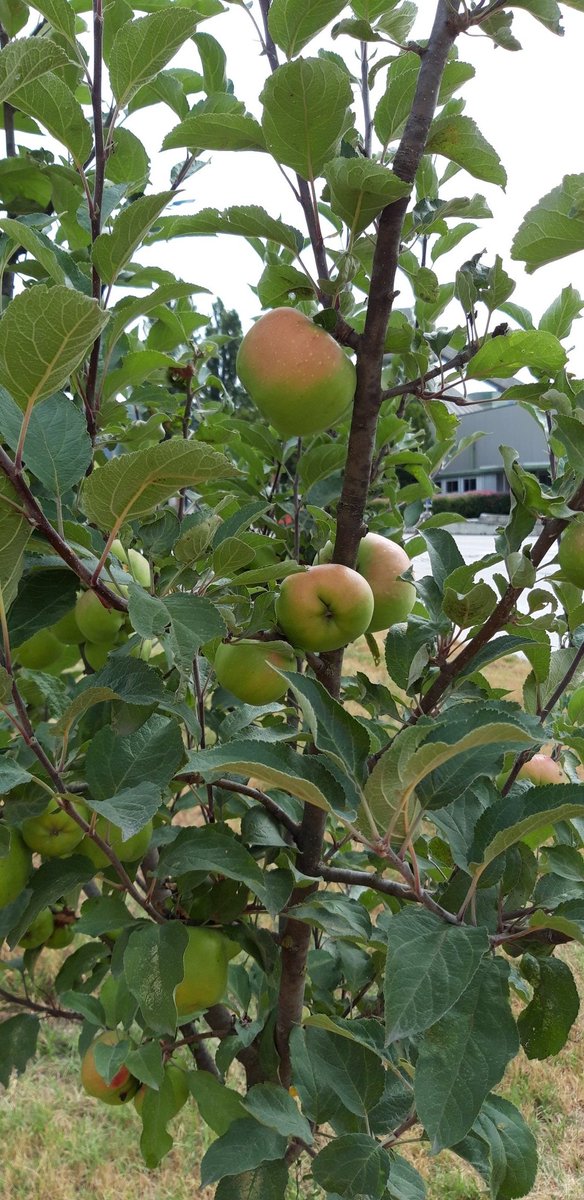 GMichallet's tweet photo. 🍏 Visite du verger conservatoire de la cimenterie @GroupeVicat de Montalieu avec les #croqueursdepommes et découverte des premiers fruits. #odysséevicat 🍎 https://t.co/qLxuSLXGNo