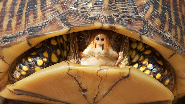 OKWildlifeDept's tweet photo. #QuizDay Wednesday, and its all about turtles! To take the quiz visit: https://t.co/BTSv5l7Daq
Quiz closes at 3 PM, and we will announce a winner shortly after.
#WeLikeTurtles https://t.co/6QWmj45c65
