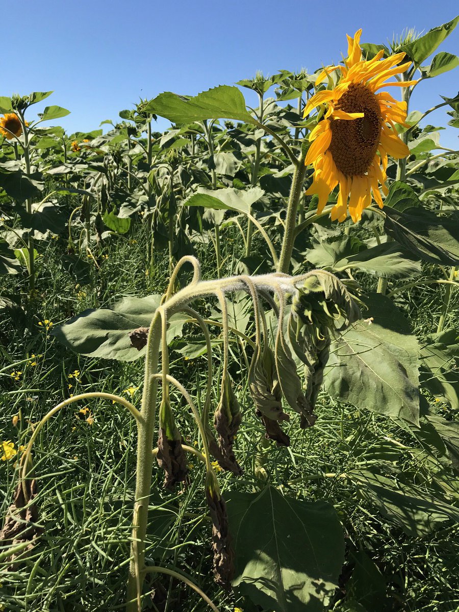 trouttroller's tweet photo. No matter how long you work in Ag you can always learn or see something new. Was scouting with @elannoga from @SthCntryCoop . Saw my first cases of sclerotinia wilt in sunflowers. Happy to see a grower use a check tarp to assess efficacy of WO herbicides. https://t.co/thlTJmTXyr