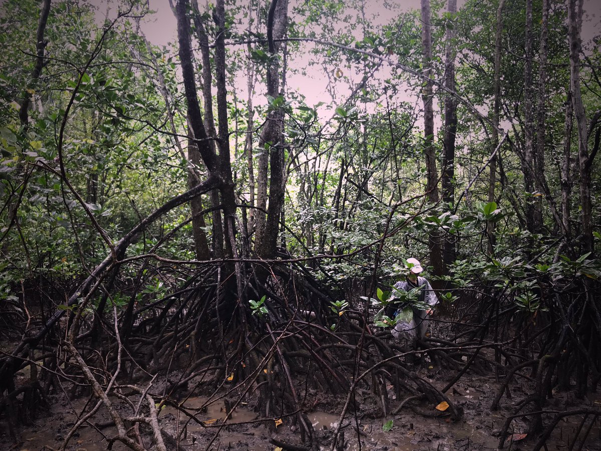 Sea Level Research (@sealevelntu) on Twitter photo Reconnaissance trip to look for survey sites and establish the upper limit of mangroves <a href="/SeaLevelNTU/">Sea Level Research</a> Reconnaissance trip to look for survey sites and establish the upper limit of mangroves <a href="/SeaLevelNTU/">Sea Level Research</a>