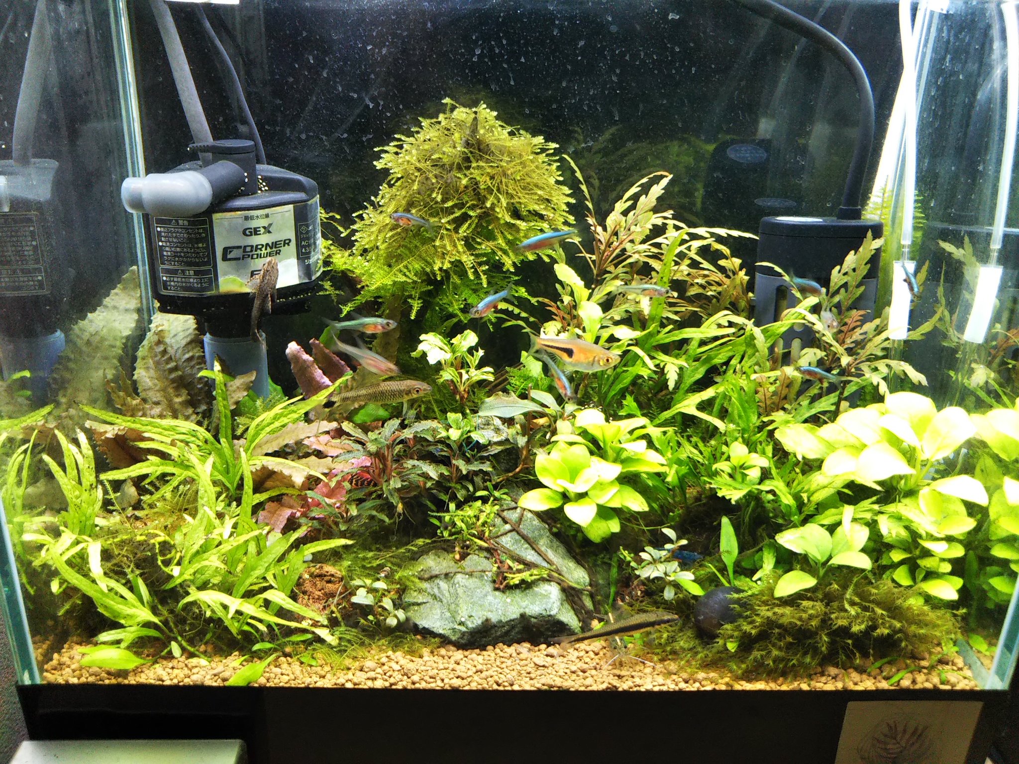 Minigardening 30 25センチ水槽 ソイルがブルカミアの底面濾過です Co2ごく少量添加 照明アクロトライアングルグロー アクセルロディブルー10匹ほど フォックス２匹 オトシンネグロ１匹 貝 ダークブルーシュリンプ10匹