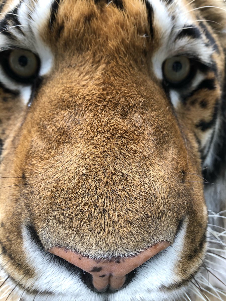 Hey! It’s #InternationalTigerDay