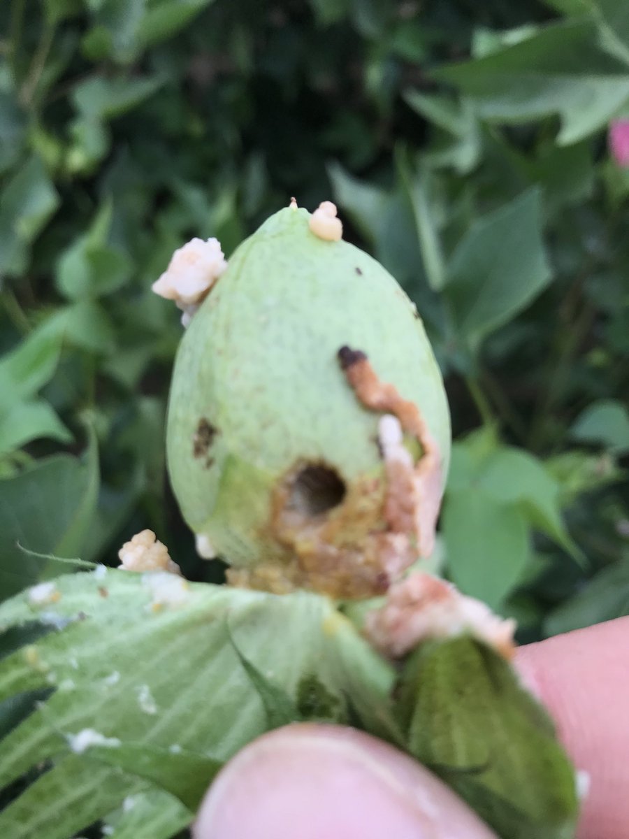 Bollworm eatin!! Still in boll ⁦<a href="/JeffGore99/">Jeffrey Gore</a>⁩ ⁦<a href="/acatchot/">Angus Catchot</a>⁩ ⁦<a href="/WhitneyDCrow/">Whitney</a>⁩
