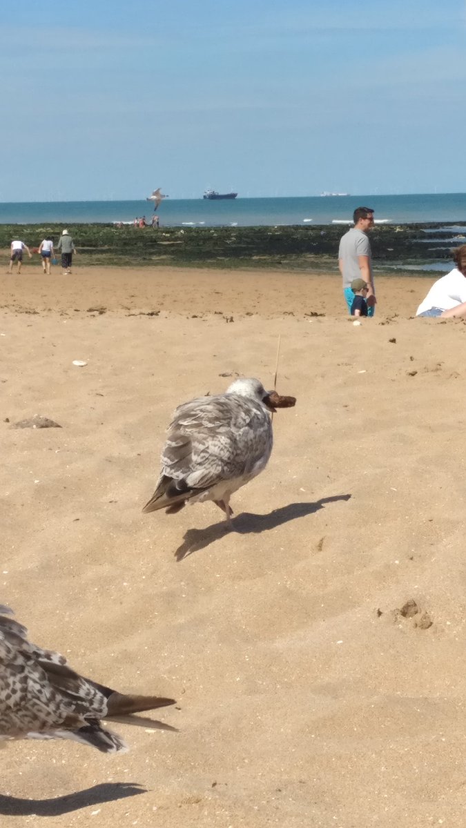 barnes_neil's tweet photo. @bushontheradio these gulls were having a BBQ on the beach, complete disregard for rules, just walked off with a burger. https://t.co/4W6gSQM4Jl