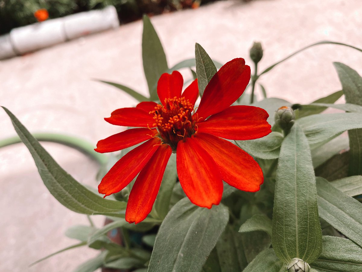 PagliaroJess's tweet photo. It’s #HumpDay! We made it halfway through 😘 #flowerpower https://t.co/SioVdxSw65