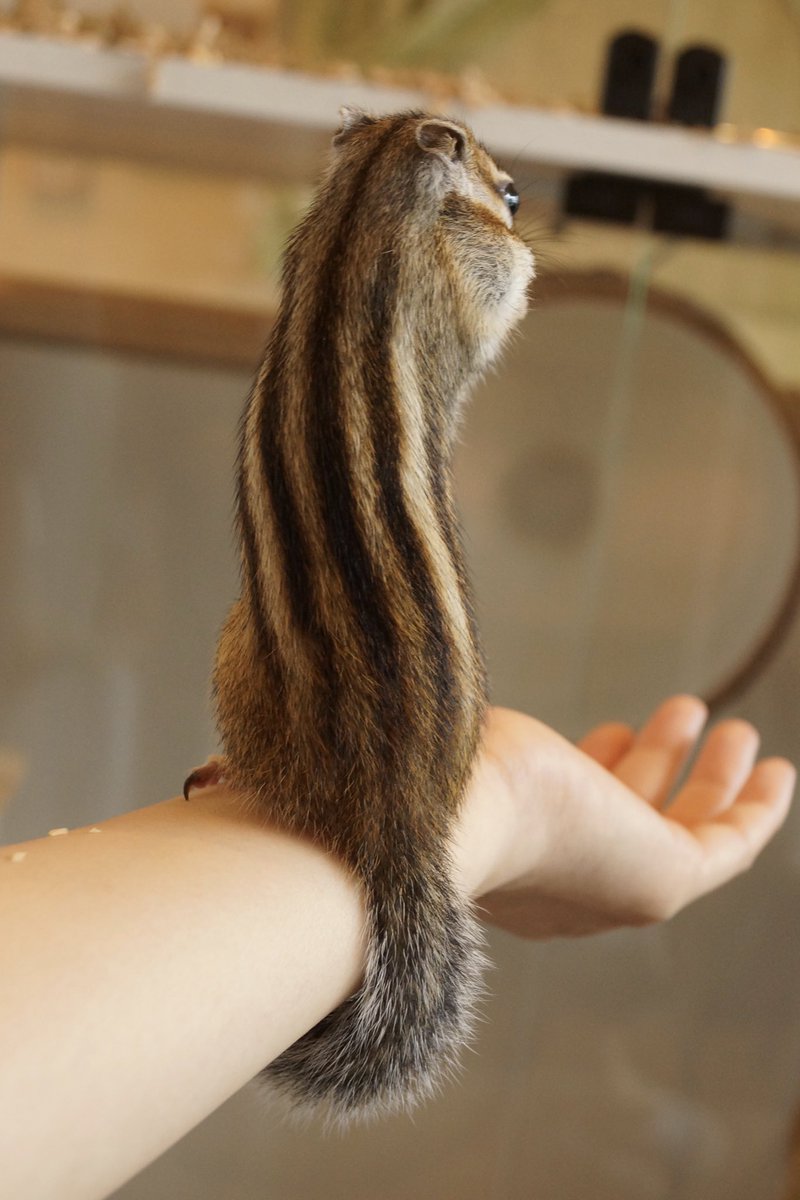 シマリスのソフィー Sophie Bikke Tod 手首に巻きつく尻尾 シマリスカフェ アースのお店 リス 亀戸 T Co Gryzxwppqd Twitter
