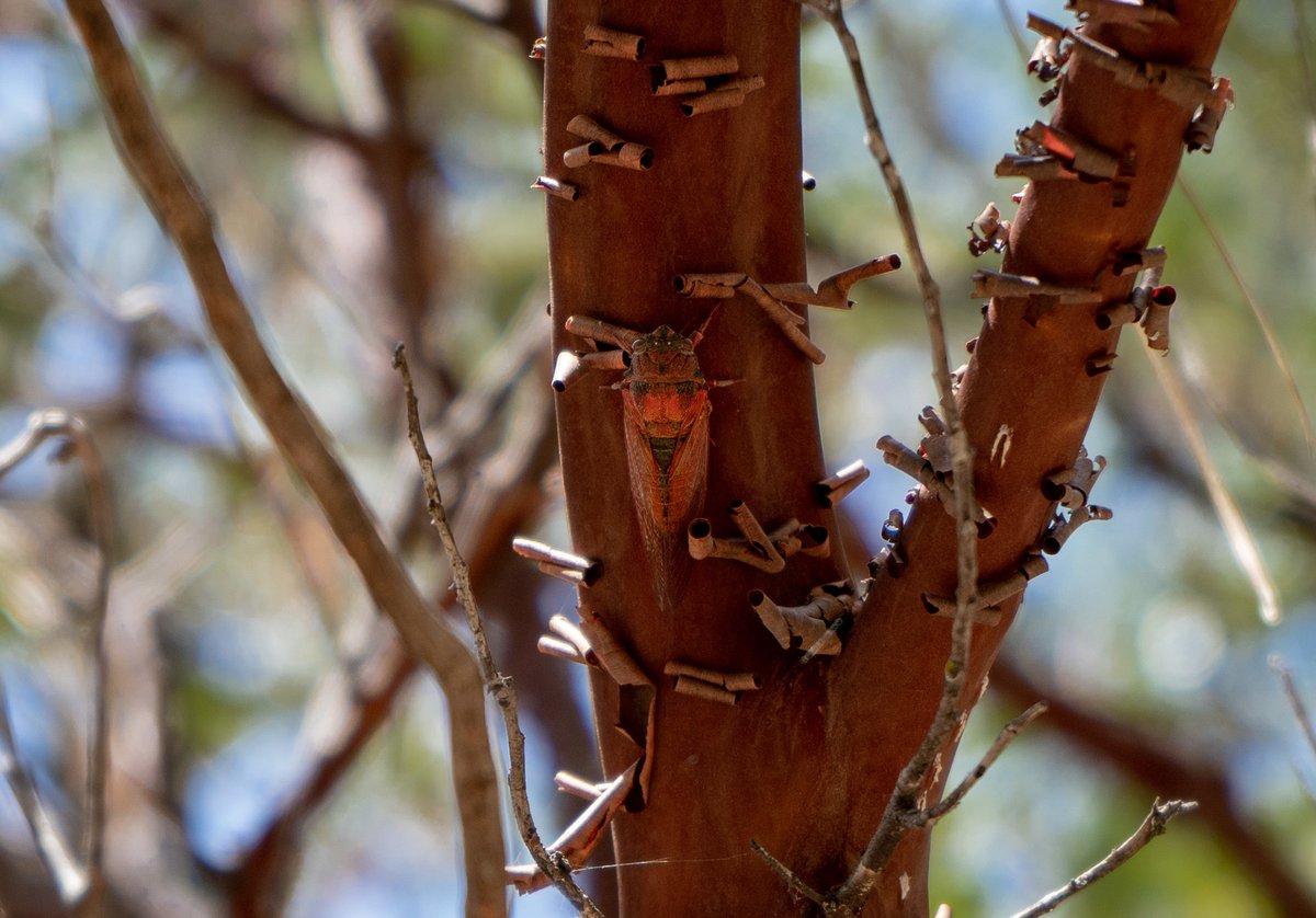 inaturalist's tweet photo. These are likely the first photos of Okanagana arctostaphylae in its natural habitat, taken by iNat user easmeds. It's a species of #cicada first described in 1915 and not documented again until last week. 

More details at https://t.co/1aVK8zebEn #WildlifeWednesday #entomology https://t.co/hqPcKl8lMU