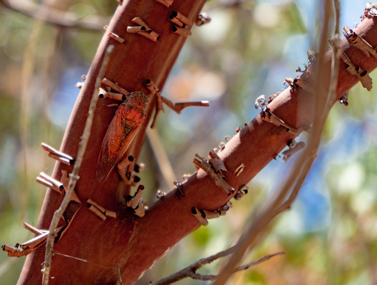These are likely the first photos of Okanagana arctostaphylae in its natural habitat, taken by iNat user easmeds. It's a species of #cicada first described in 1915 and not documented again until last week. 

More details at inaturalist.org/observations/5… #WildlifeWednesday #entomology
