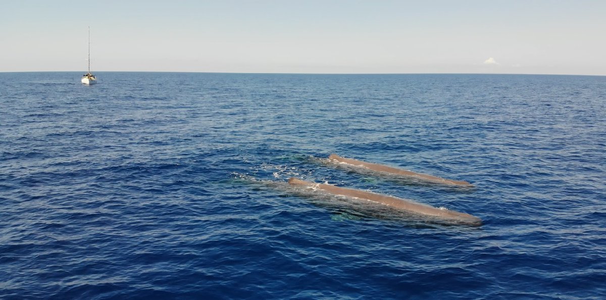 🙌 El equipo de @ATursiops nos comparte estas imágenes de una pareja de cachalotes como parte de las acciones del proyecto #COLCA que pretende valorar las marcas de colisión mediante imagen remota tanto aérea como submarina🌊. #ProyectosFB