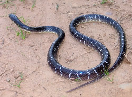 1.) තෙල් කරවලා (Common lndian Krait :Bungarus caeruleus) - උග්‍ර විෂලංකාවෙ සර්පයො එකින් එක ගැන සරළව දාන්නම්. ඒ එක්කම එයාල ගැන තියෙන මිත්‍යා මත ගැනත් පැහදිලි කරන්නම් #අපේසර්පයො thread 4මෙයා තමයි ලංකාවෙ ඉන්ම උග්‍ර විෂම සර්පය. ඇඟේ නිකන් තෙල් ගාලා වගේ දිලිසෙනව 1/11  https://twitter.com/CharukaLive/status/1286291469595115522