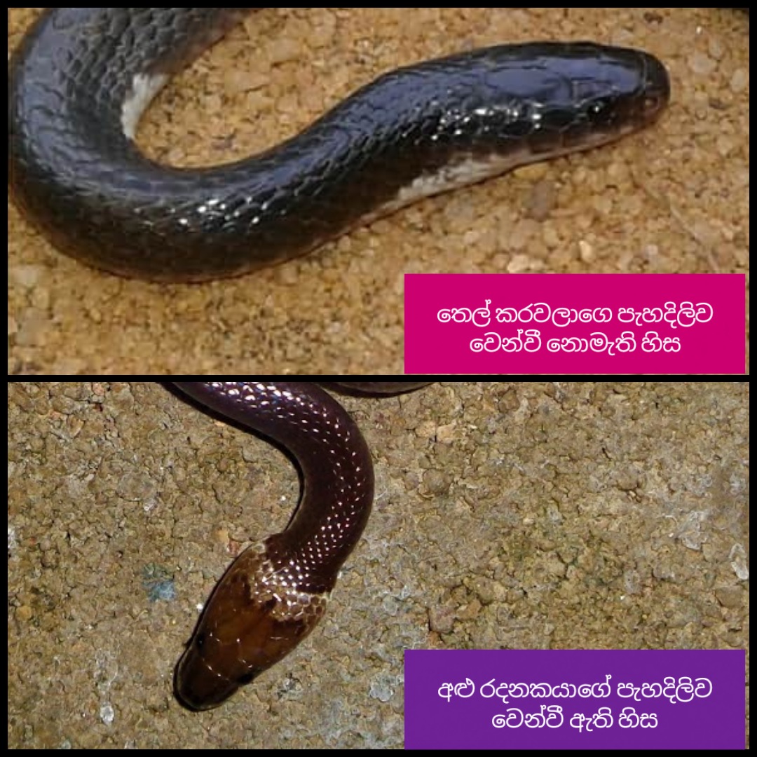 ඒවගේ කරවලුන්ගෙ ඔළුව කඳෙන් වෙන් වෙලා කියල පේන්නෙ නෑ. හැබයි රදනකයන්ගෙ ඒක පේනව. මේක ඉතා පැහදිලි වෙනසක්.ඒවගේම කරවලුන්හෙ නැට්ට කොටයි. රදනකයන්ගෙ නැට්ට දිගයි.අන්තිමට විශේෂයෙන්ම උඩින් බලනකොට කරවලුන්ගෙ කොන්ද මැදින් යනව ෂඩස්‍රාකාර ටිකක් ලොකු කොරපොතු පේලියක්. 9/11