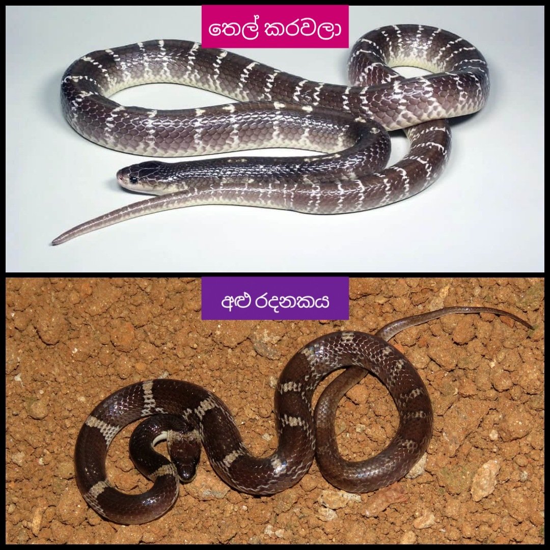 බැලූ බැල්මට එක වගේ පේන්නෙ. හැබයි රදනකයො කියන්නෙ නිර්විෂ අහිංසක සර්පයො ජාතියක්. ලංකාවෙ කරවල්ලු කියල හිතල වැඩියෙන්ම මරන්නෙ රදනකයන්වලංකාවෙ කරවල්ලු වර්ග 2යි. මේ කිව්ව තෙල් කරවලාඊළඟට කියන්න ඉන්න මුදු කරවලයිලංකාවෙ රදනකයො වර්ග 6ක් ඉන්නවඅළු රදනකයදාර රදනකයකබර රදනකය7/11