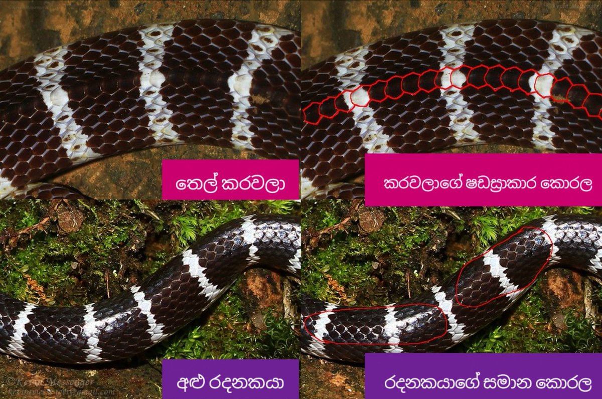 ඒක අනිත් කොරපොතු වගේ නෙමෙයි වෙන් වෙලා තියෙන්නෙ. මේකත් ඉතාම පැහදිලි වෙනසක්. තෙල් කරවලාට ගොඩක් සමාන වෙන්නෙ අළු රදනකය. එයාගෙත් අර සුදු පාට වලලු පේලිය ඔළුවෙ ඉඳන් නැට්ට පැත්තට යනකොට විදිහිල fade වෙනව. කරවලාගෙ ගානට ලස්සනට තියෙනව.10/11