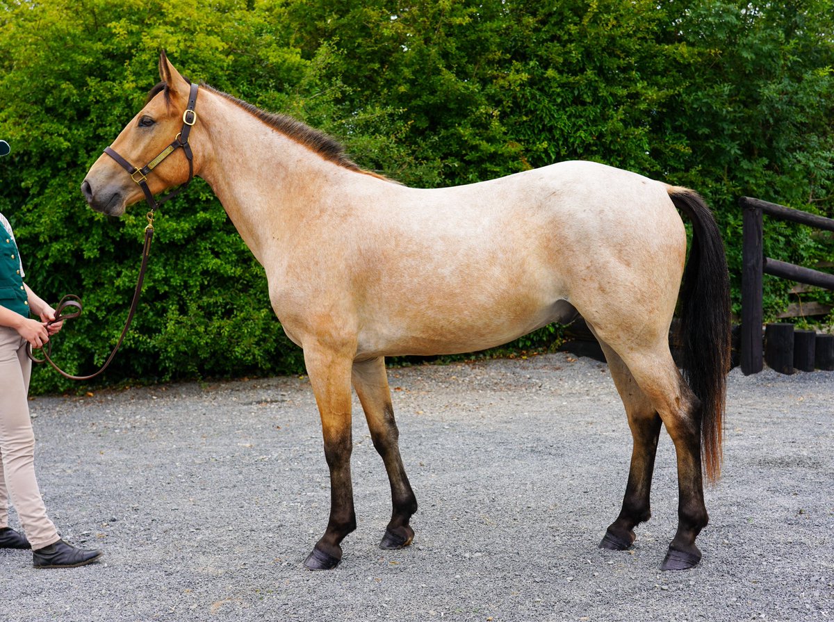 Equine Elite Ireland tweet media