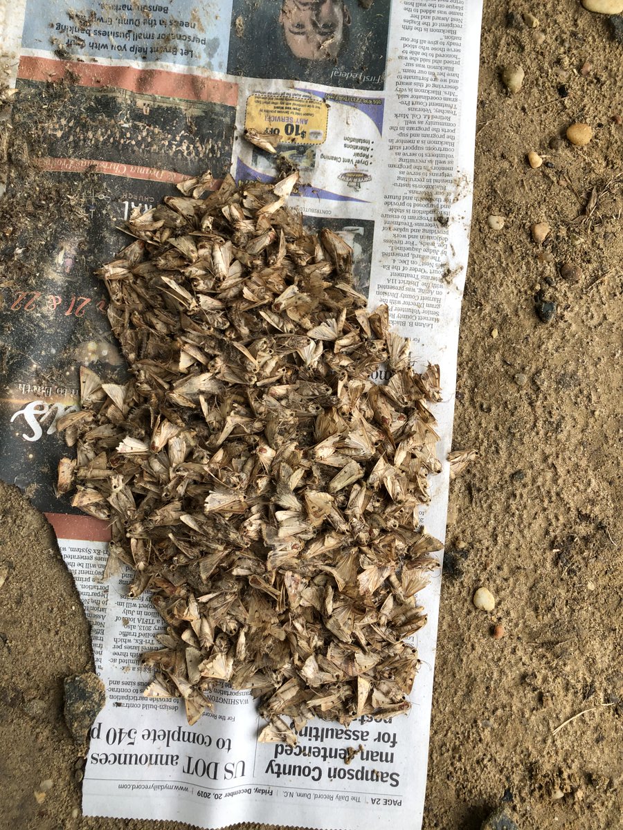 Some locations in the North Carolina central Coastal Plain are picking up incredible flights of #bollworm. Numbers nearly 1,000 over 48 hours. Very low in other parts of the state. Need to scout each and every blooming cotton and soybean field!