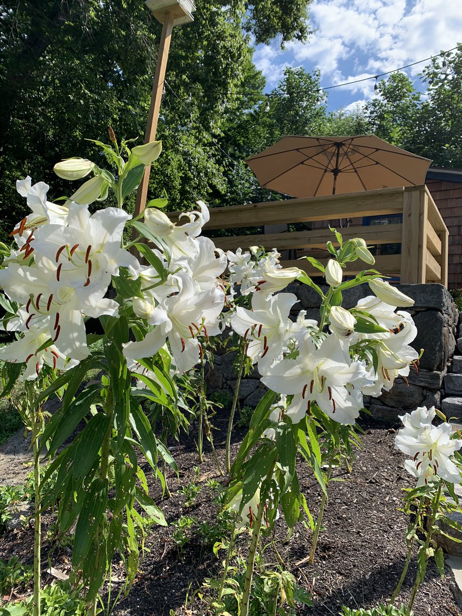 jimboskill's tweet photo. I had no idea that these would bloom like this #newhouse #newyard https://t.co/paRfvXI9W1