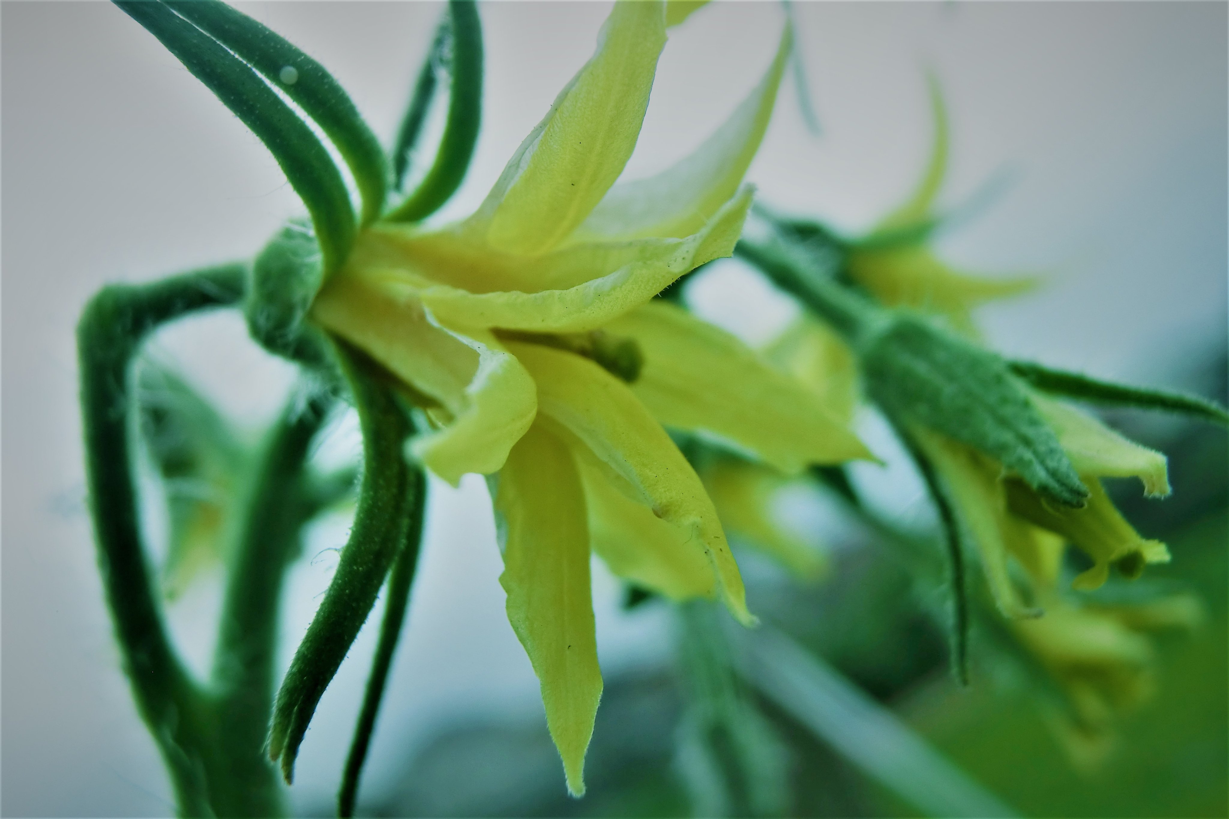 トマトの花 Twitter Search Twitter