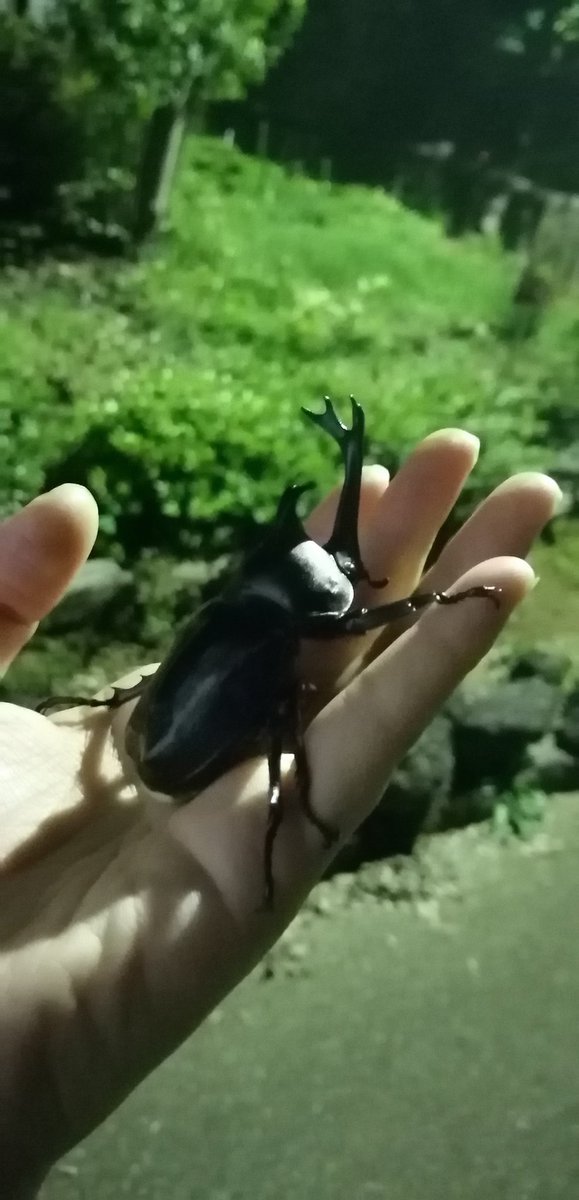 カブトムシのtwitterイラスト検索結果 古い順