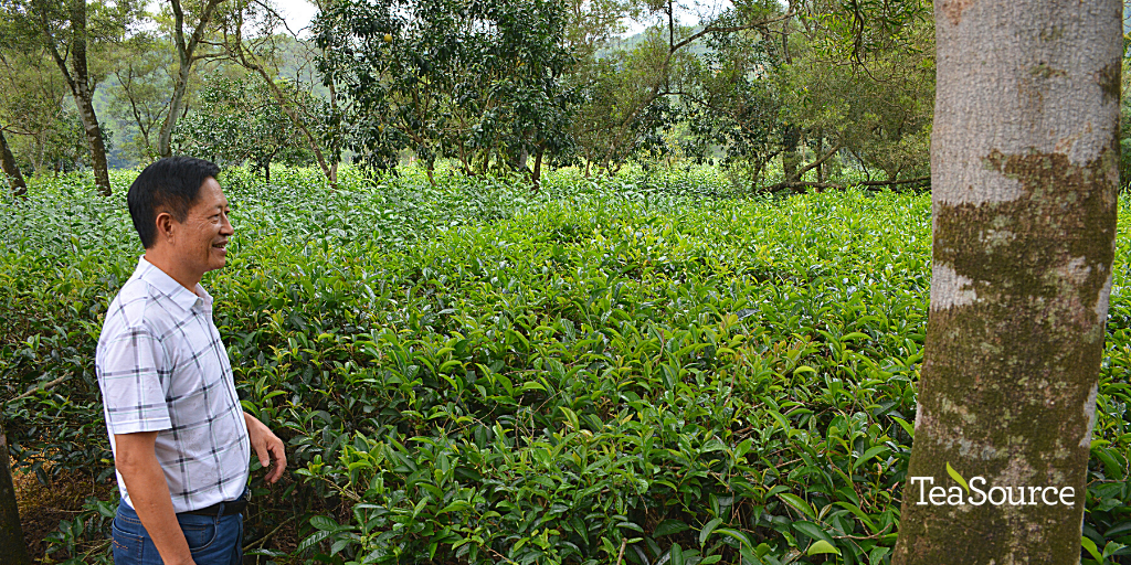 TeaSource's tweet photo. Made by Mr. Lin Zhi Min in Guangdong, the Dan Cong Feng Huang has a rich cocoa aroma and flavors of black plum and black licorice. 20% off until August 5! Shop now: https://t.co/ecHpfhbG3X
#dancong #oolongtea #Guangdong #TSDirectSource #looseleaftea #teasale #tealife https://t.co/if01aYE1IR