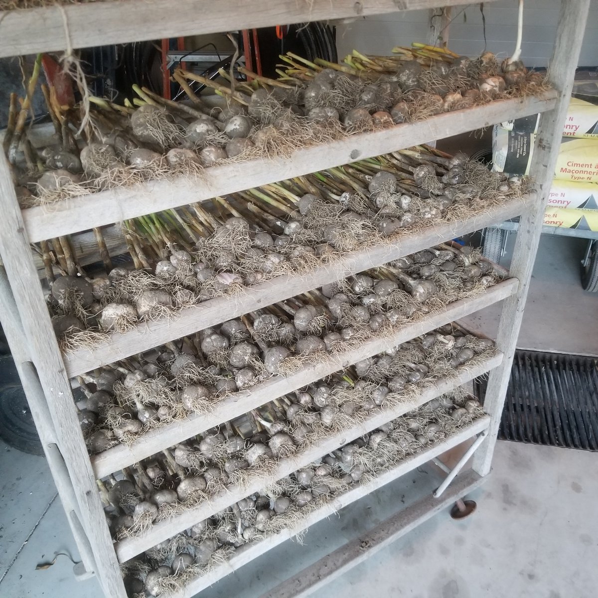 ehrt3r's tweet photo. Check out our awesome garlic haul! Grown with π§‘ in our Team 3 Orange @KubotaCanadaLtd Victory Garden.
Along with warding off vampires, π and its delicious taste, garlic is packed with lots of health benefits!
#GrowStronger #KubotaProud #FarmNation https://t.co/JkP3oAYDj5