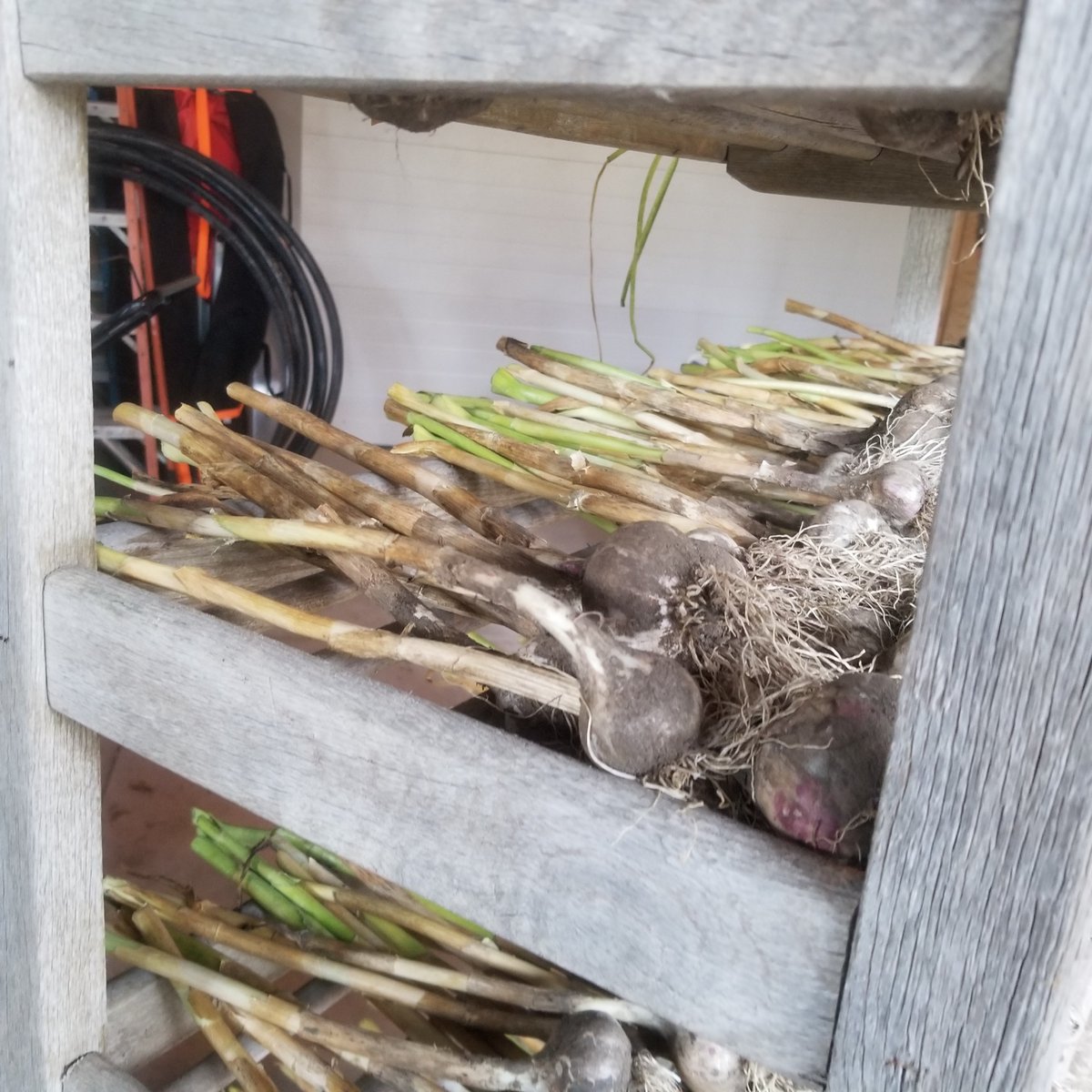 ehrt3r's tweet photo. Check out our awesome garlic haul! Grown with π§‘ in our Team 3 Orange @KubotaCanadaLtd Victory Garden.
Along with warding off vampires, π and its delicious taste, garlic is packed with lots of health benefits!
#GrowStronger #KubotaProud #FarmNation https://t.co/JkP3oAYDj5