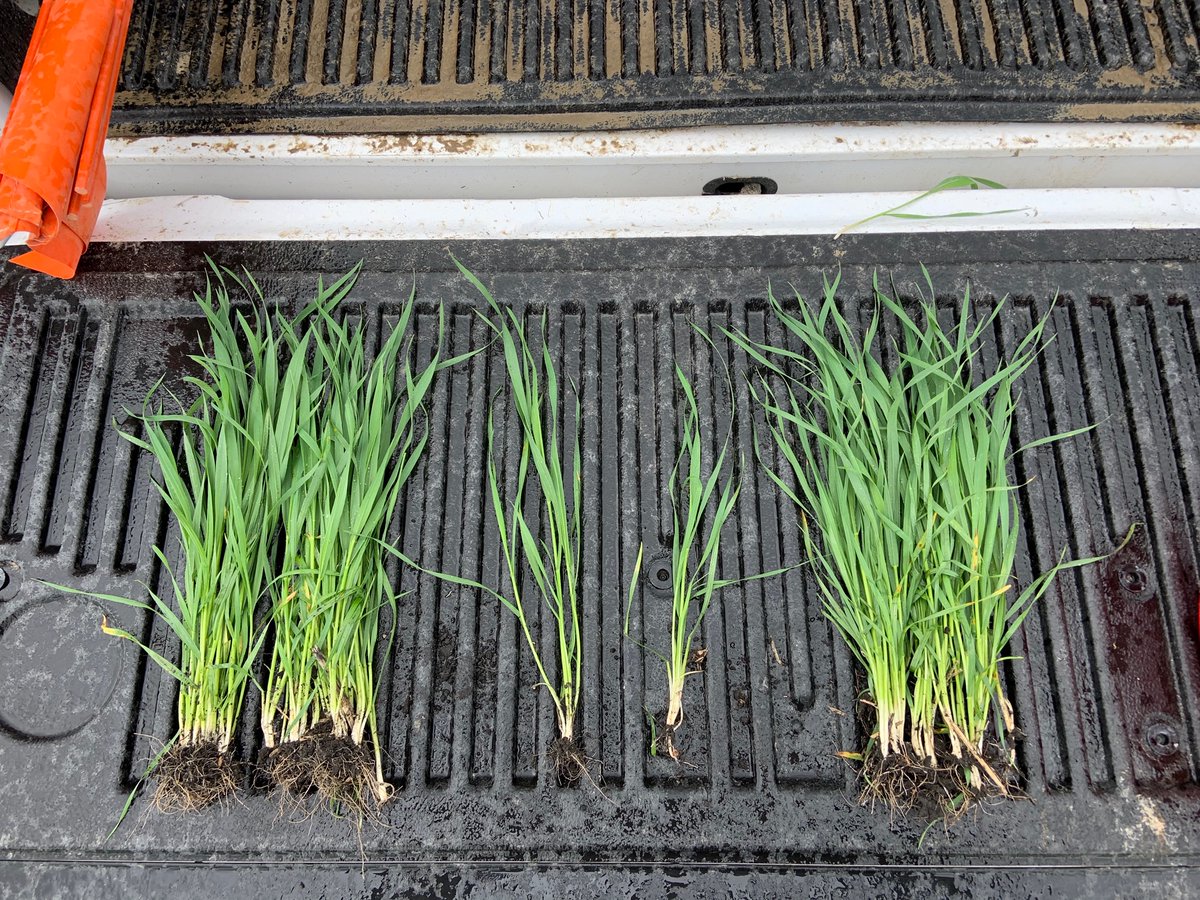 agxploreca's tweet photo. Haven't tweeted much lately... Sorry y'all- been busy at work! I LOVE getting pics like these from our team, though.. it makes me so proud to see our products at work!! @agxplore #agriculture #agtwitter #sulpak #realresults #cdnag https://t.co/gNeQOJEVNs