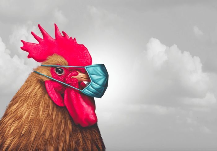 KUMESCELL1's tweet photo. FAO: Poultry, meat products unlikely to transmit #COVID-19 https://t.co/8nUb1otIEO #meatpacking https://t.co/Yngcemcotv