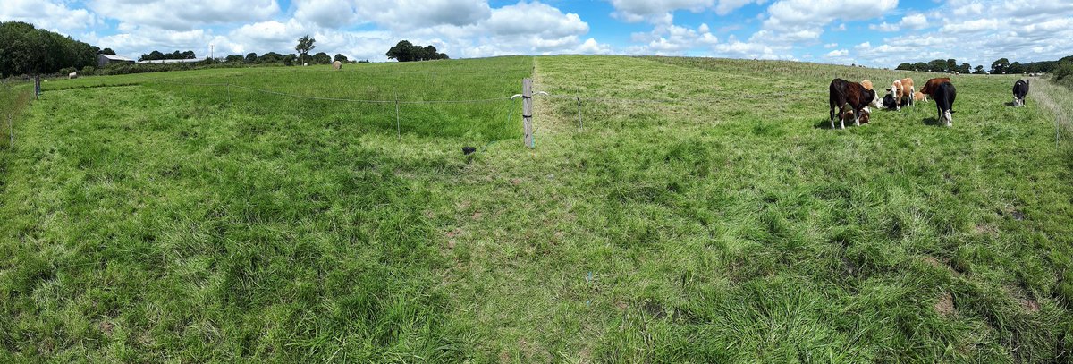 GrazyScientist's tweet photo. Boys doing a great job of turning #GrassToBeef Leaving good residuals with plenty of quality grass ahead @Rothamsted @FarmPlatform #NorthWyke @agritecchi #CellGrazingProject #TechnoGrazing https://t.co/jr2NVGUgD3