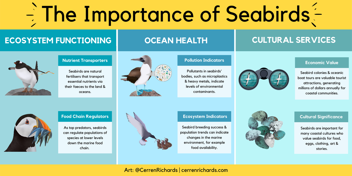 CerrenRichards's tweet photo. Have you ever wondered why seabirds are important and how they enrich our lives? 

Here is a quick #infographic that sums it all up 👇

#NationalMarineWeek #Seabirds #SeabirdInfographics #SciComm https://t.co/HTv3ZB7QTw