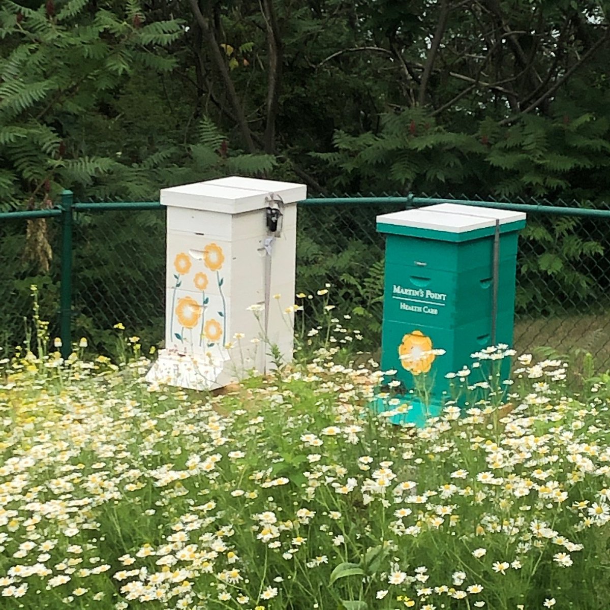 Martin's Point Health Care (@mp_healthcare) on Twitter photo These custom bee hives are a nice addition to our Veranda Street location! Thank you to <a href="/MaineAudubon/">Maine Audubon</a> and KEEPERS for the great partnership. #community #pollinators #beekeeping These custom bee hives are a nice addition to our Veranda Street location! Thank you to <a href="/MaineAudubon/">Maine Audubon</a> and KEEPERS for the great partnership. #community #pollinators #beekeeping