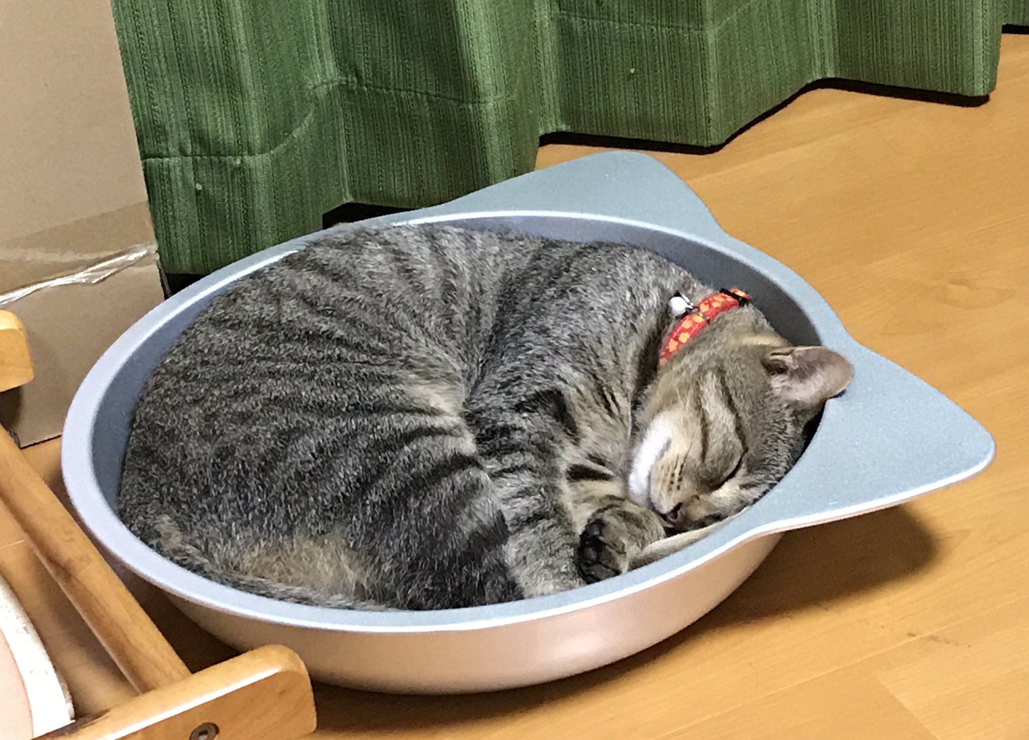 さねぽん ひんやりアルミ猫鍋inぬこ様 T Co Di6tpxsjum Twitter
