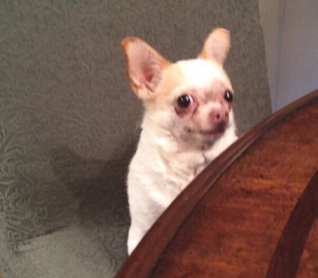 flb, 𝖒𝖆𝖝𝖕𝖍𝖎𝖓𝖊 tweet media