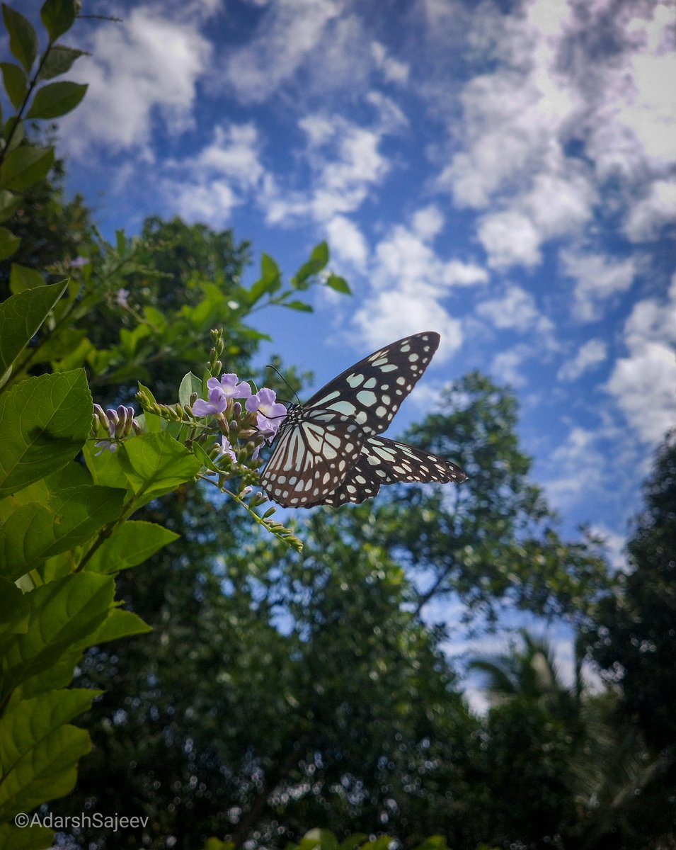 AdarshSajeev14's tweet photo. It's a colorful world...
#butterfly #photography #mobilephotography #shotonrealme #gardening #flowers #lightroomedits #photographylovers https://t.co/Bg2ORGIKb2