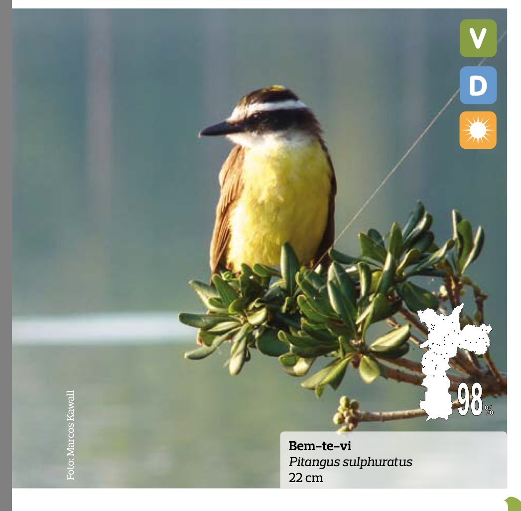 Deborahkang1997's tweet image. These little birds keep visiting me so i decided to search who they are... shitty pooper as i named him is actually called Bem-te-vi cause he sing his own name!!! Cute but you are still my shitty pooper... 
#bemtevi #passarinhos #birds #varanda #cute #deck