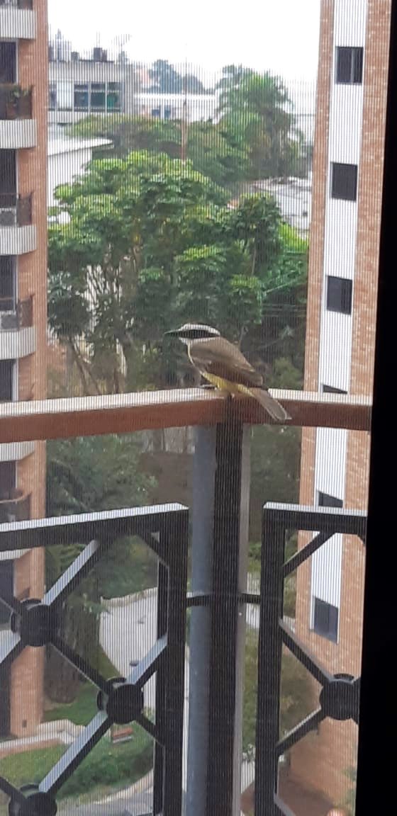 Deborahkang1997's tweet image. These little birds keep visiting me so i decided to search who they are... shitty pooper as i named him is actually called Bem-te-vi cause he sing his own name!!! Cute but you are still my shitty pooper... 
#bemtevi #passarinhos #birds #varanda #cute #deck