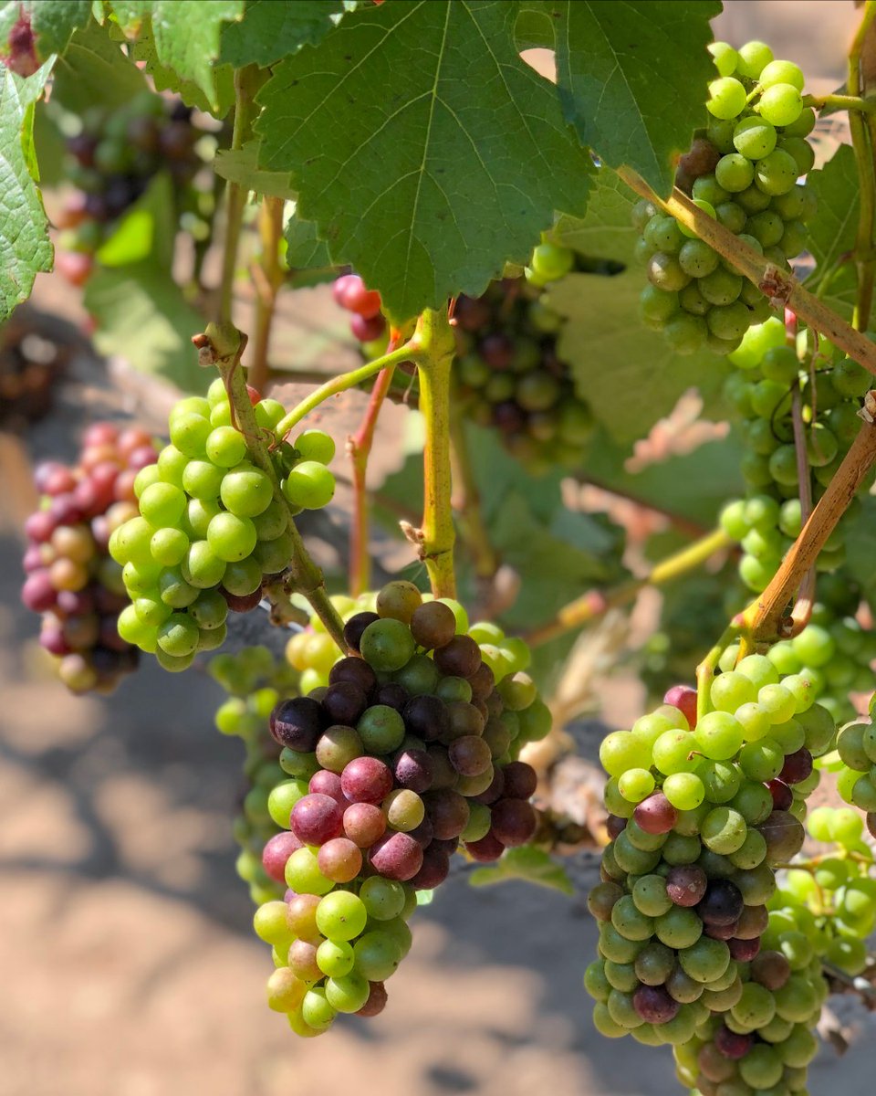 The changing color of the grapes gives us our first glimpse of harvest and we can hardly wait! #coronaharvest2020
