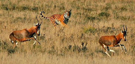 புலிகள் தமது வேட்டையில் 10% மட்டுமே வெற்றியடையும். காரணம் அதன் இரை வேகமானதாகவே இருக்கும். அதனால் போராடி வாழ்வது என்பது புலி இனத்திற்கே உரியது. அது தான் சோழர்கள் தொடக்கம் தமிழீழ போராளிகள் வரை புலிச்சின்னத்தை தேசிய சின்னமாக கருதினர் போல.