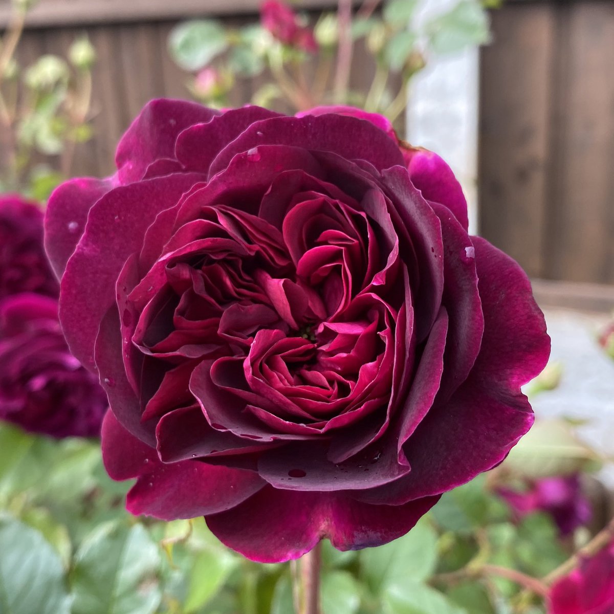 David Austin Roses On Twitter Oh How We Adore The Beautiful Deep Velvety Crimson Shade Of Munstead Wood This Rose Has A Wonderfully Strong Old Rose Fragrance With Warm Fruity Notes Of