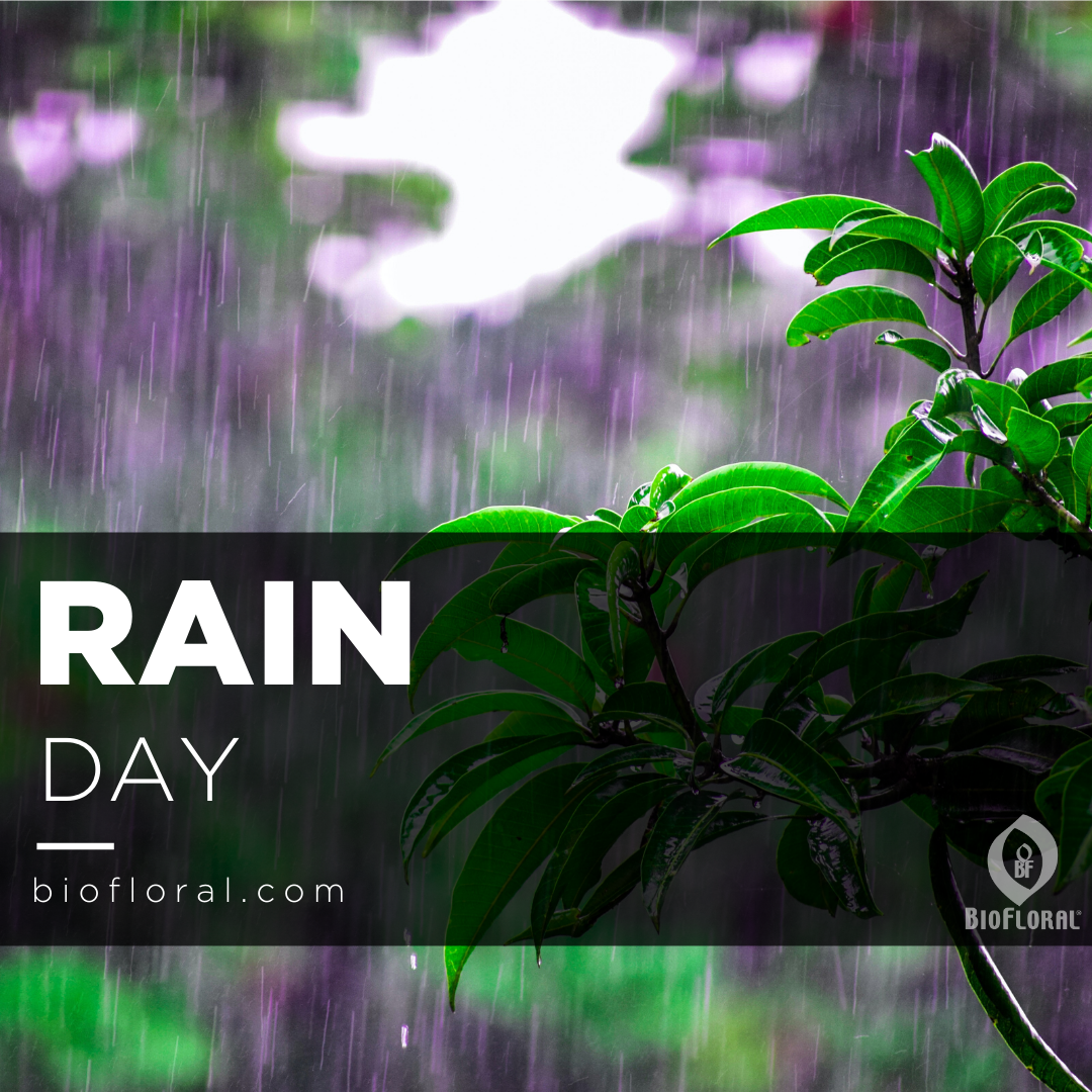 biofloral_ca's tweet image. Let is rain!

RAIN is responsible for depositing most of the fresh water on the earth, it nourishes your gardens, crops, trees and refreshes our lives. 

#rainday