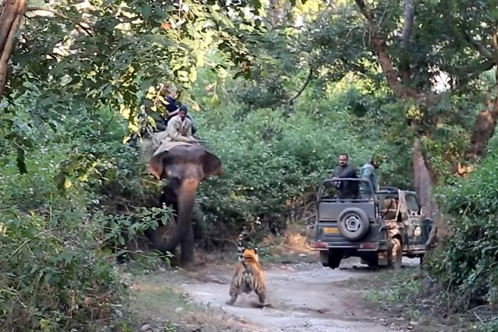எனவே புலிகளை பாதுக்காக்க வேண்டியது மிக முக்கிமானது. வீரம் என்றாலே புலி என்பது உலகறிந்தது. யானைக்கு புலியை கண்டால் பயம் சிங்கம் புலியை விட வலிமை குறைந்தது என்பன இவற்றிற்கு சான்று. நன்றி புலிக்காதலன் 