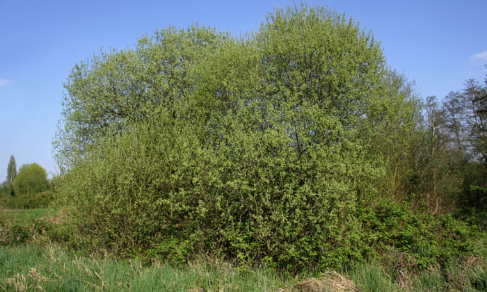 2. WILLOW (particularly white and goat), billowing like a perpetually frozen explosion, is a powerhouse of avian diversity. Its moth caterpillar larder feeds cuckoos and other insectivores; treecreepers are drawn to its bark. Willow feeds a landscape with a ready supply of bees.